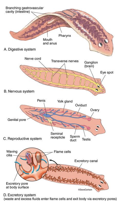 Flatworm - Planarian Anatomy | Carlson Stock Art