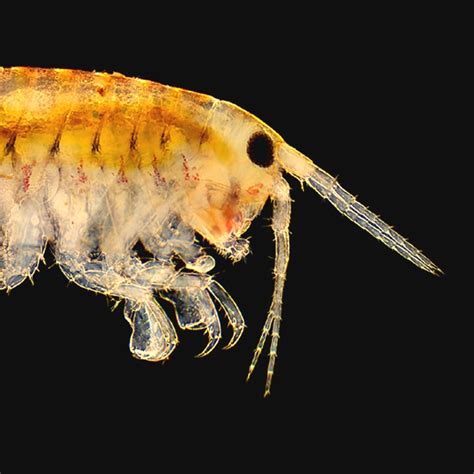 Freshwater amphipod