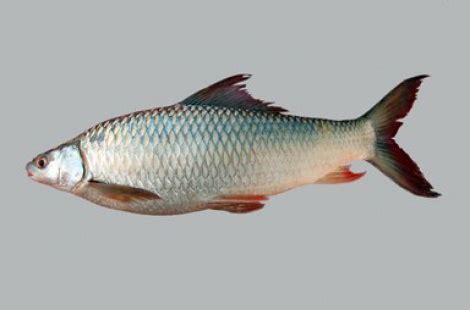 MRIGAL FISH 4kg Up – BDCO Online Grocery