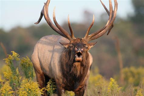 2016 PA elk hunt yields big bulls | Outdoors | lancasteronline.com