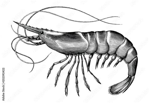 Antique engraving illustration of Shrimp black and white clip art ...