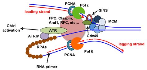 The eukaryotic replisome complex coordinates DNA replication ...