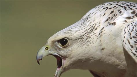 gyrfalcon, arctic bird of prey, hunting bird, Arctic coasts, voles and ...