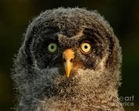 Baby great gray owl Photograph by Heather King - Fine Art America