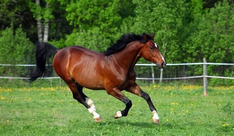 152+ Awesome Bay Horse Names - Helpful Horse Hints