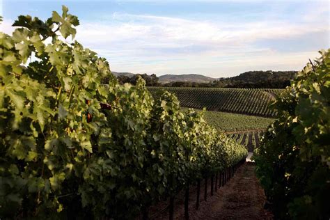 10 Best Napa Wineries for a Delicious Tasting and Beautiful Views