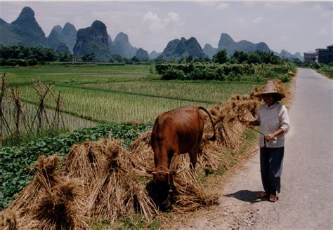 File:China Rice field with farmer.jpg - Wikipedia