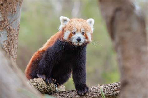 PANDA-VERMELHO - Características, habitat e reprodução