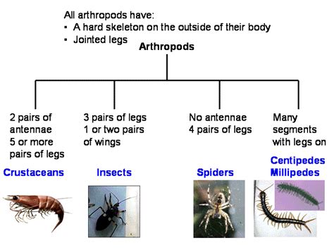 arthropods animal classification chart - Yahoo Search Results in 2021 ...