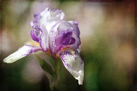 Beautiful Iris 3 | Texture art, Photo texture, Fine art