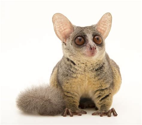 Adorable Northern Lesser Galago at Plzen Zoo