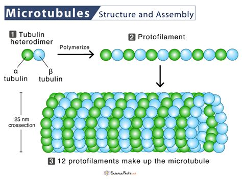 Microtubules: Definition, Location, Structure, Functions, & Diagram