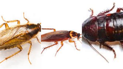 12 Types Of Roaches In Texas - Texas Today