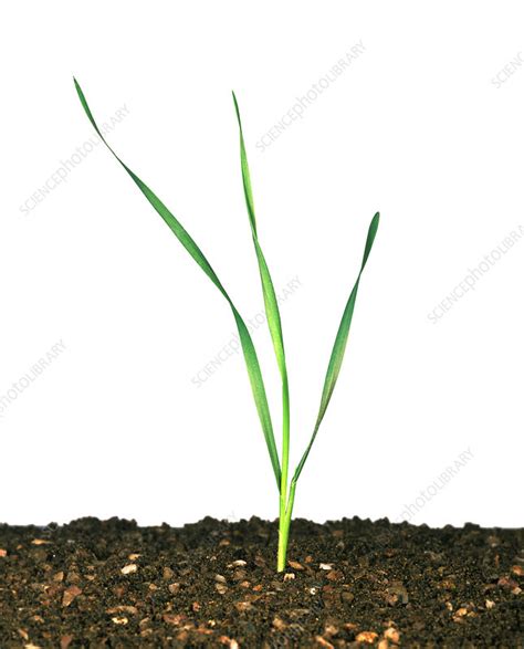 Seedling wheat plant - Stock Image - C006/5253 - Science Photo Library