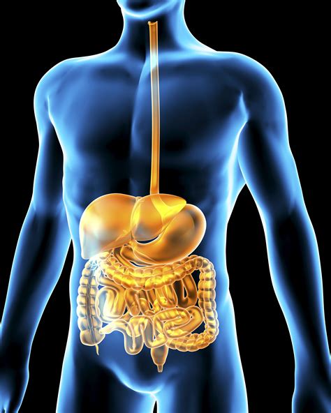 Organs and Function of the Digestive System