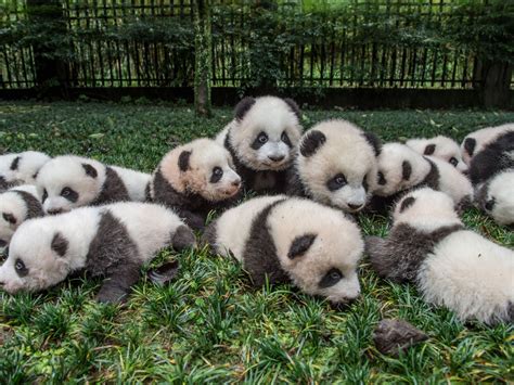 Pictures Of Baby Panda Bears