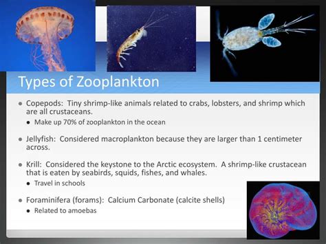 types of zooplankton animals Zooplankton marine oil offshore plankton ...