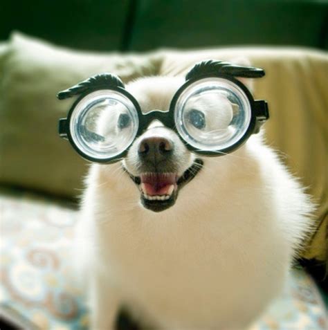 16 Adorable Photos of Dogs Wearing Glasses