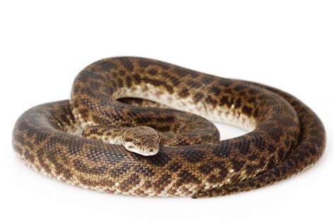 Spotted Python Care | How To Care For The Spotted or Children's Python