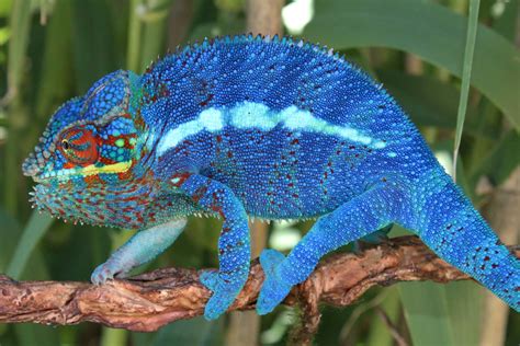 Panther Chameleon Care Sheet | Reptiles' Cove