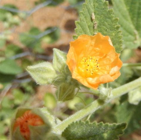 Pin by Adelie Mudge on Wild Flowers of Central Namibia | Flowers ...