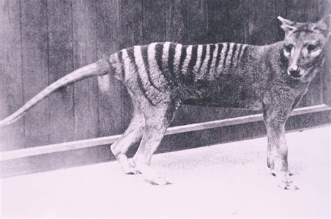 Thylacine - The Australian Museum