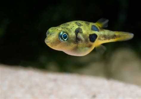 Pea Puffers Care Guide (Tank Setup, Diet & Breeding)