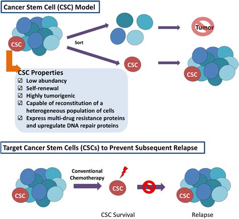 Concise Reviews: Cancer Stem Cell Targeted Therapies: Toward Clinical ...