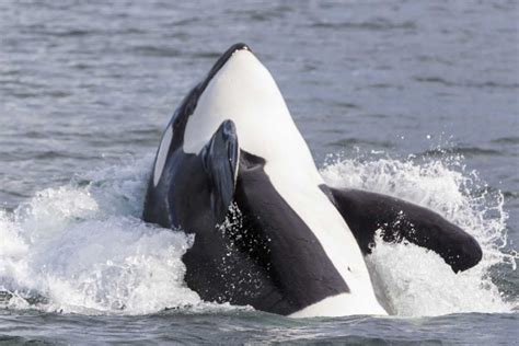 Somerset House - Images. USA, ALASKA ORCA WHALE BREACHING