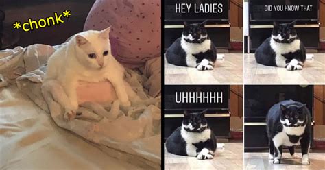 Wholesome Fat Cat Memes of Your Favorite Count Chonkulous - I Can Has ...