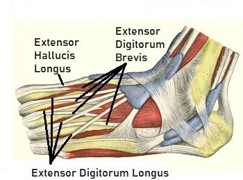 Foot & Ankle Tendons: Anatomy, Function & Injuries (2023)