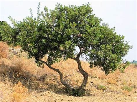 Mastic Tree (pistacia lentiscus) - Back | Xeriscape landscaping, Desert ...