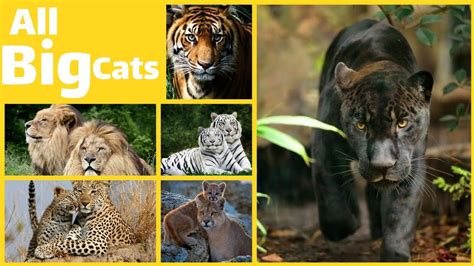 All Big Cats- Big Cats Names - Wild Cats - learn big cats of the world ...