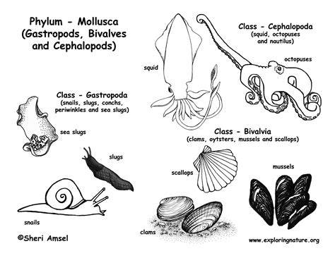 Mollusca Examples