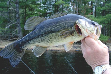 Spotted Bass vs Largemouth Bass Fishing Guide - FishRook