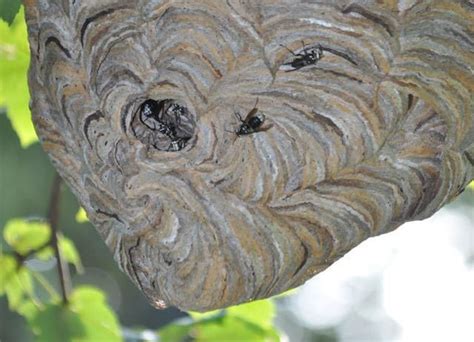 Un-BEE-lievable: Gigantic wasp nest at Von Briesen Park - silive.com