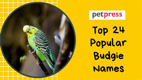 Top 24 Popular Budgie Names - YouTube