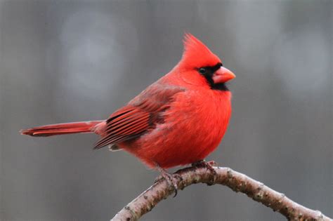 Northern Cardinal bird perched on brown tree branch HD wallpaper ...