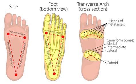 The Arches of the Foot - Longitudinal - Transverse - TeachMeAnatomy