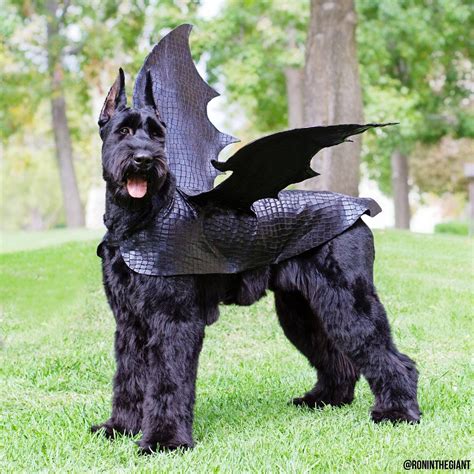 Pin on Giants | Big dog costumes, Dog dragon costume, Dog halloween ...