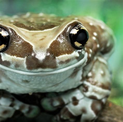 Amazon Milk Frog - Lehigh Valley Zoo