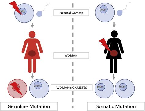 Germline and Somatic Tumor Testing in Gynecologic Cancer Care ...