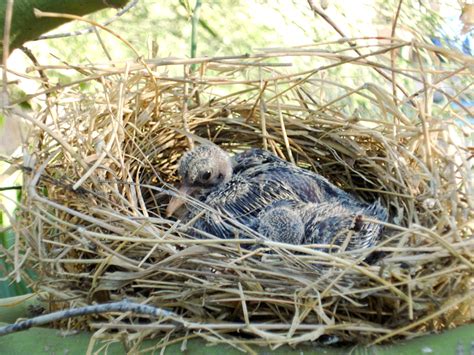 Found a Baby Bird