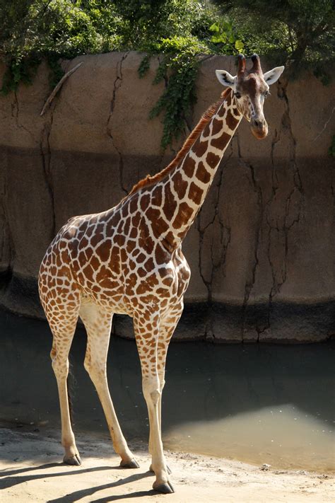 Free photo: Giraffe in zoo - Africa, African, Animal - Free Download ...