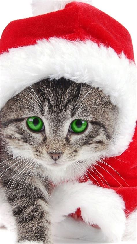 Free Kittens For Christmas - Help Your Pets Have A Safe And Stress Free ...