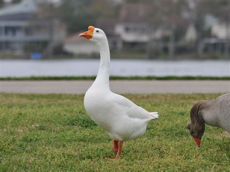 The Online Zoo - Swan Goose