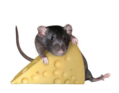 Rat Eating Cheese Stock Photos, Pictures & Royalty-Free Images - iStock