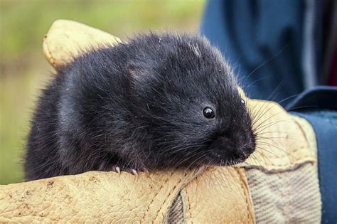 Black Scottish Water Vole Photograph by Paul Williams - Fine Art America