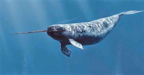 Neil Sinhababu: Narwhal facts