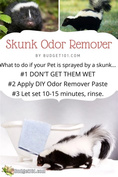 Improved Skunk Odor Remover | How to Remove Skunk Smell from Pets